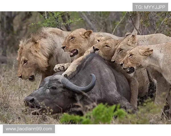 布林狮子直播首秀：猛兽互动新体验震撼开启